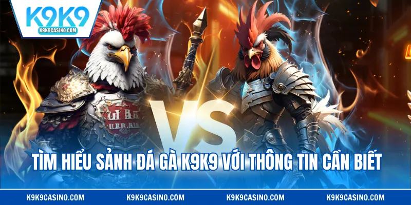 Tìm hiểu sảnh đá gà K9K9 với thông tin cần biết